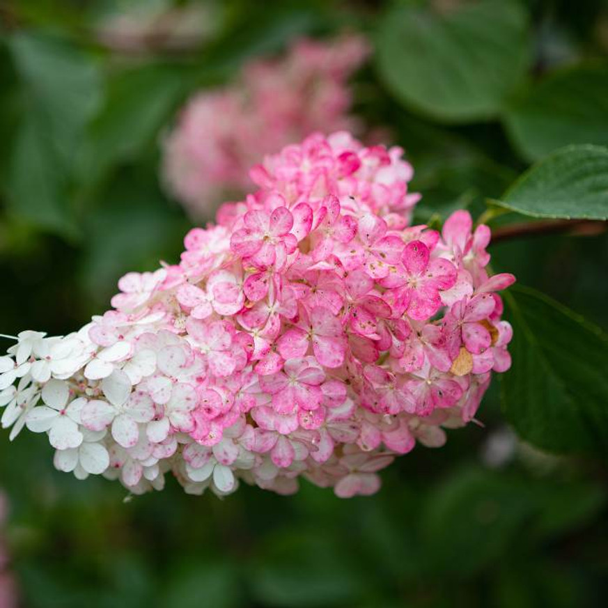Hydrangea paniculata Pink Diamond K2 - Bugás hortenzia