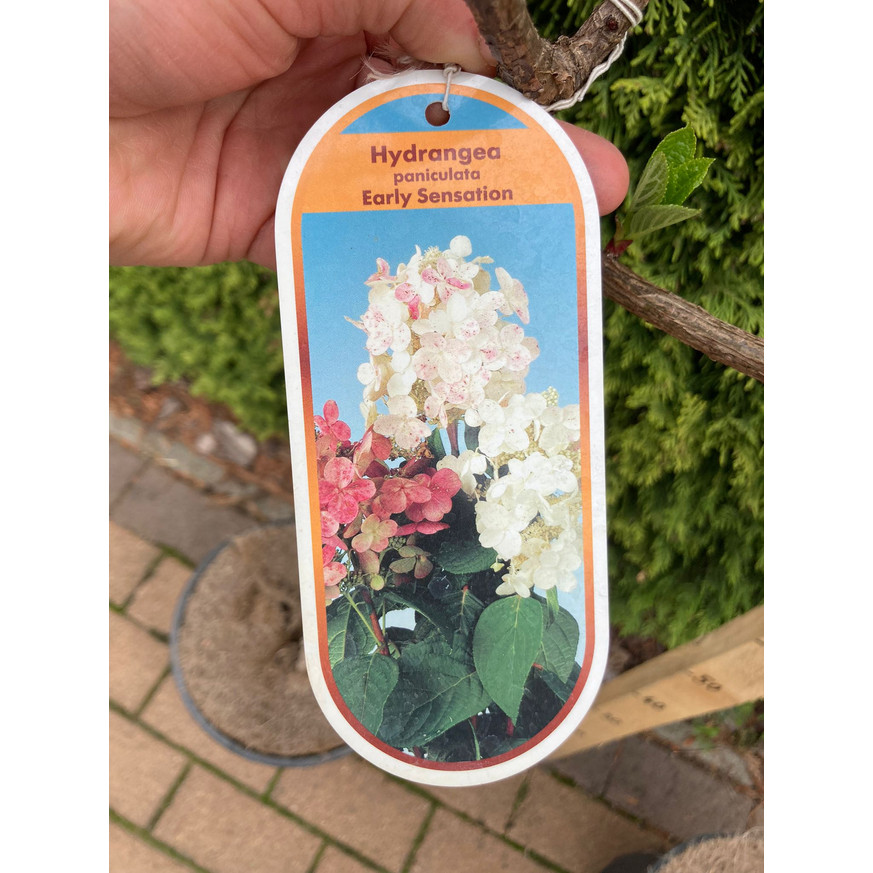 Hydrangea paniculata Early Sensation MT50 - Hortenzia fa