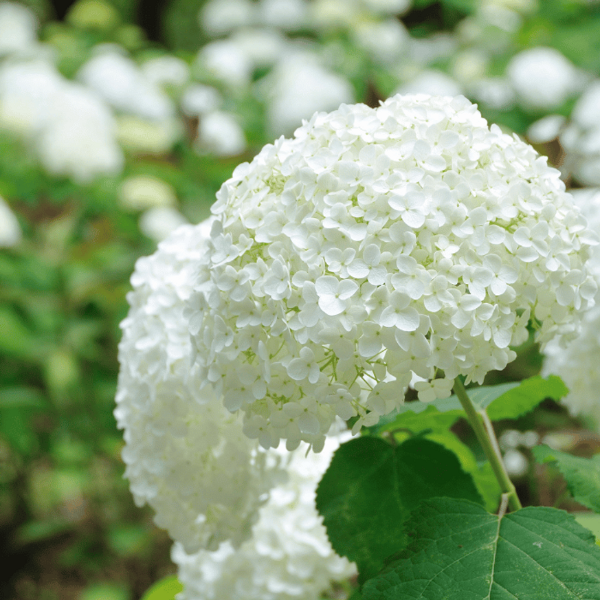 Hydrangea arborescens Annabelle XL - Cserjés hortenzia