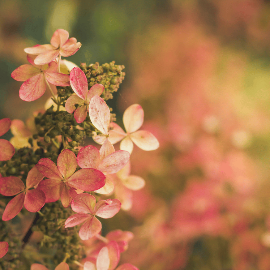 Hydrangea paniculata Early Sensation MT50 - Hortenzia fa