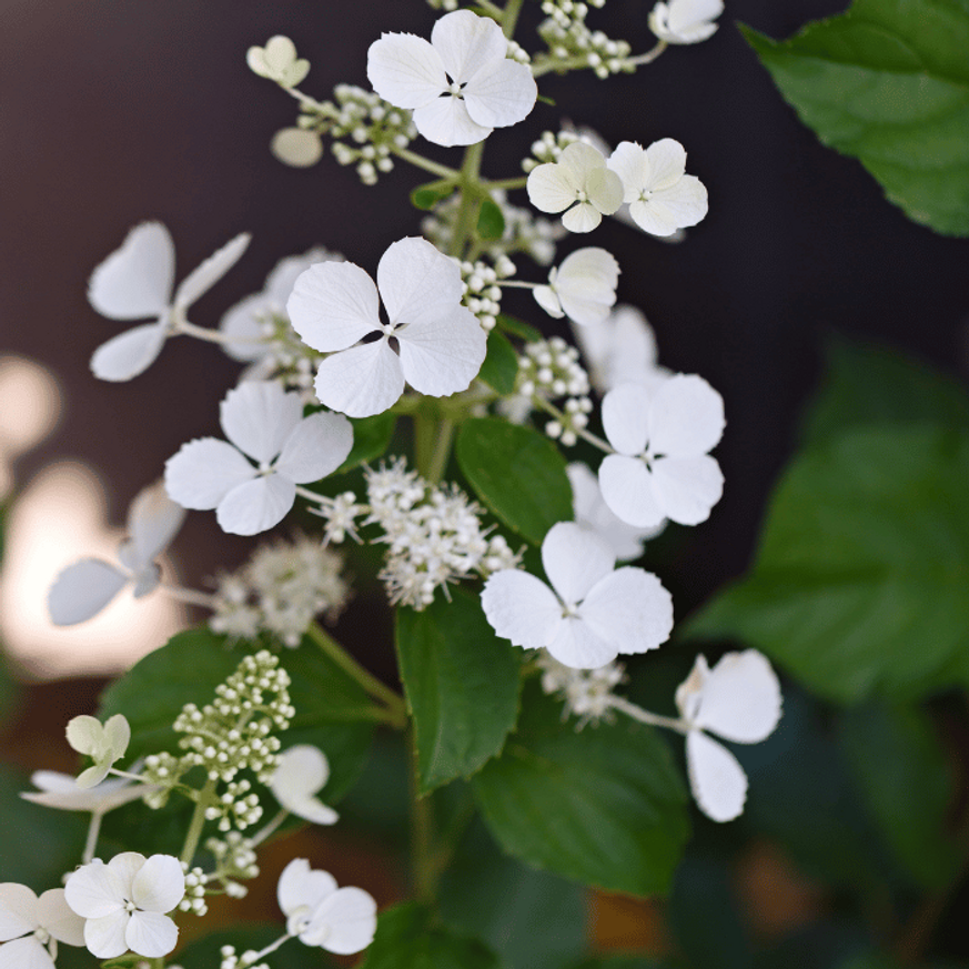 Hydrangea paniculata Early Sensation MT50 - Hortenzia fa