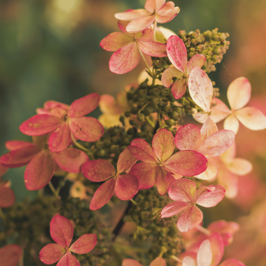 Hydrangea paniculata Early Sensation MT50 - Hortenzia fa