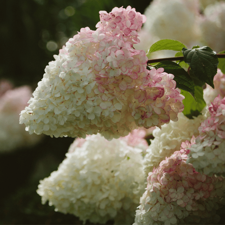 Hydrangea paniculata Fraise Melba - Bugás hortenzia