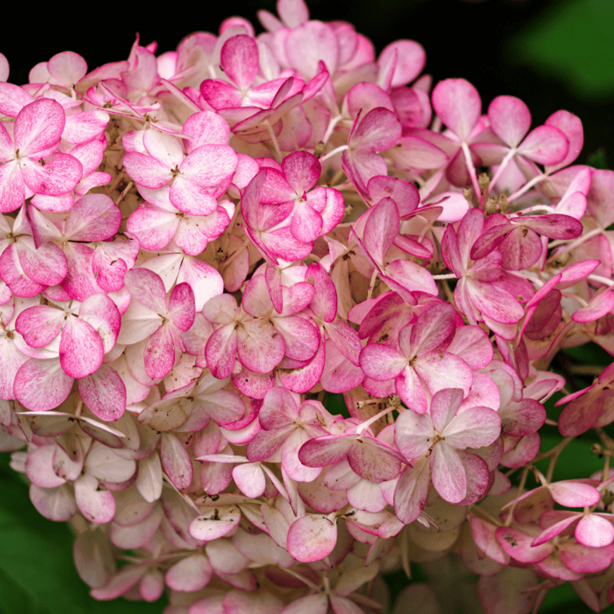 Hydrangea paniculata Fraise Melba - Bugás hortenzia