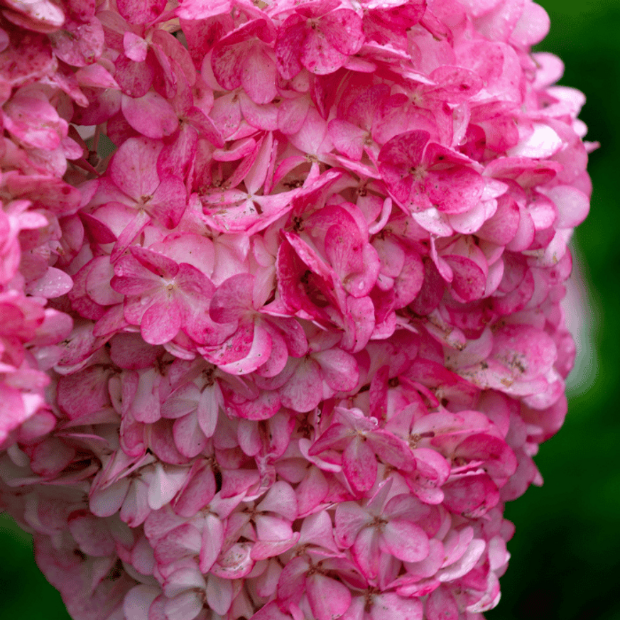 Hydrangea paniculata Fraise Melba - Bugás hortenzia
