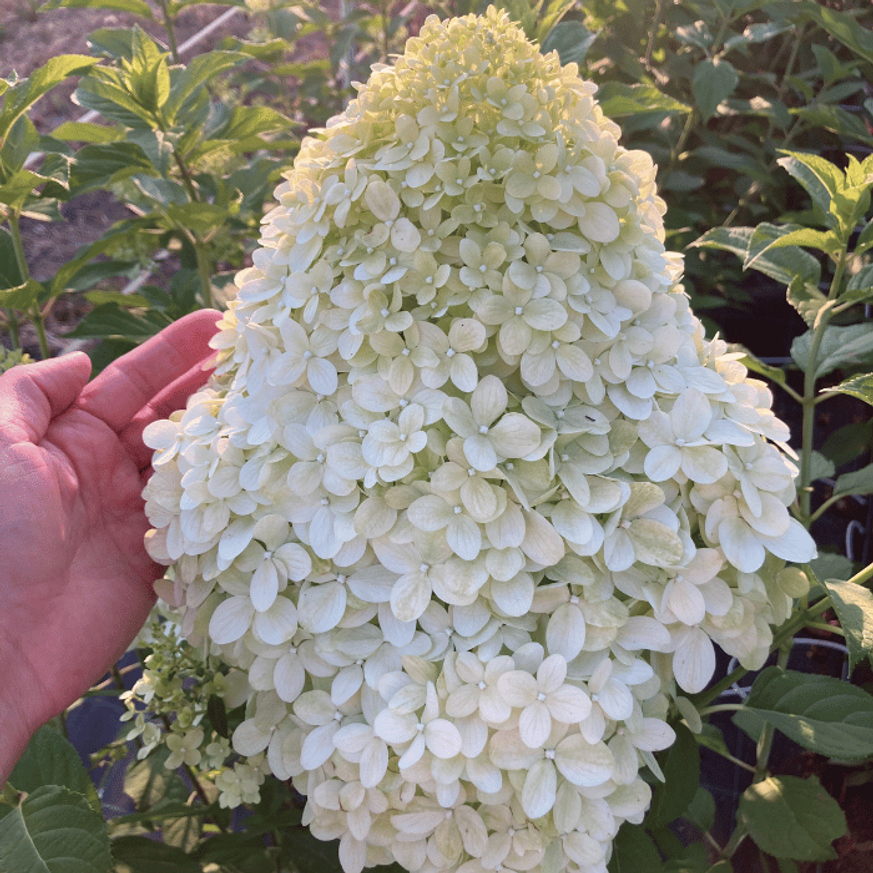 Hydrangea paniculata Hercules K3 - Bugás hortenzia