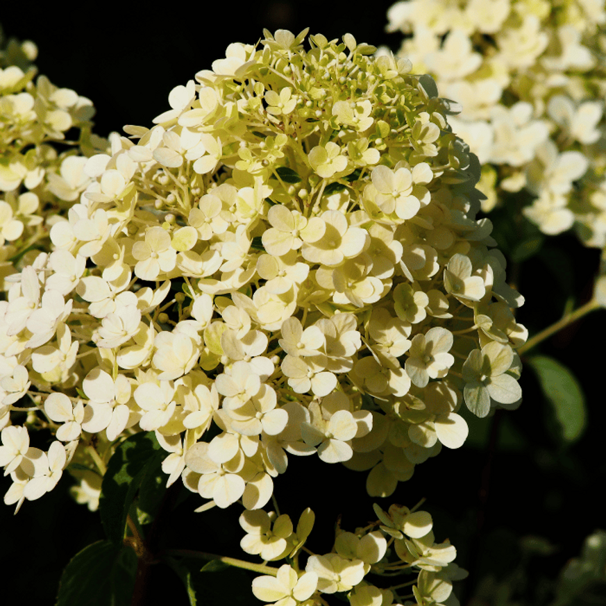 Hydrangea paniculata Bobo K5 - Bugás hortenzia