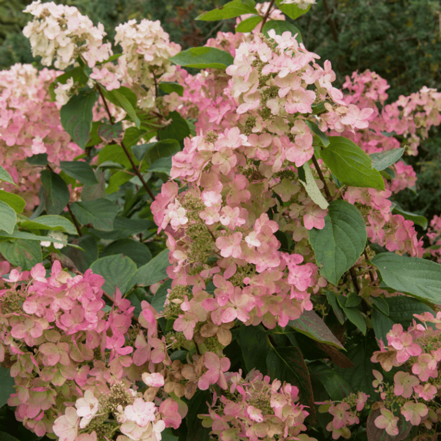 Hydrangea paniculata Pink Diamond K2 - Bugás hortenzia
