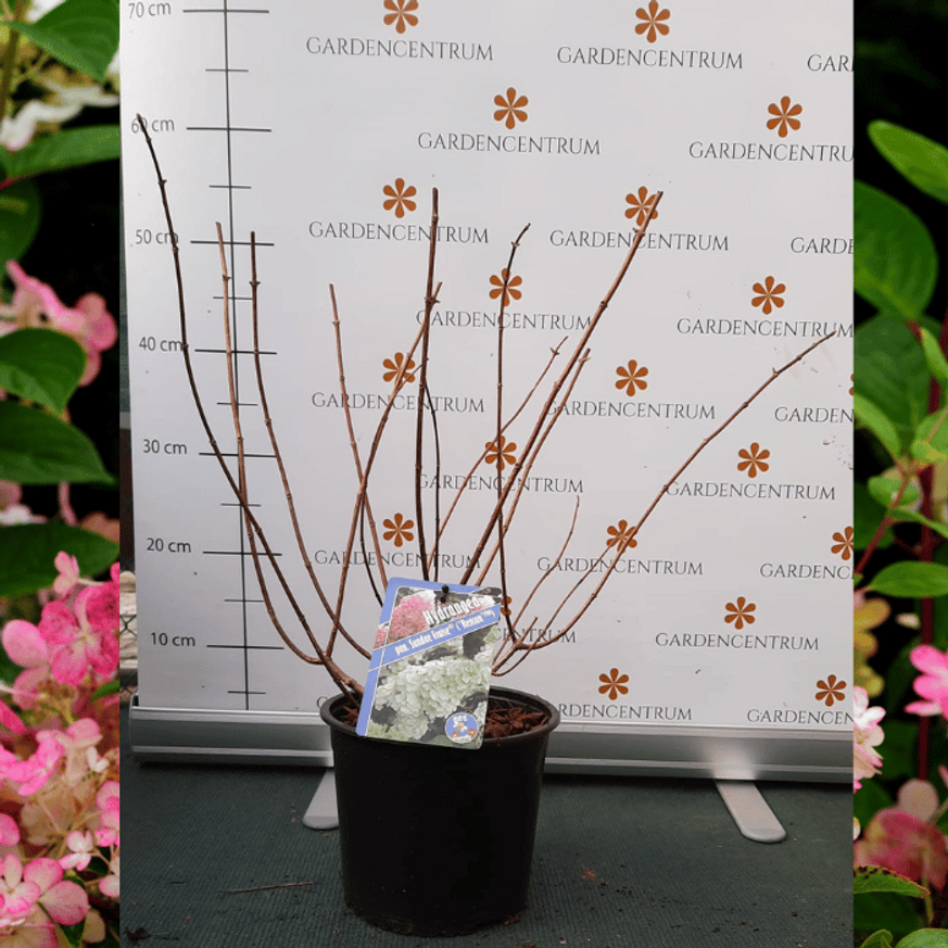 Hydrangea paniculata Sundae Fraise K3 - Bugás hortenzia Hydrangea paniculata Sundae Fraise K3 - Bugás hortenzia