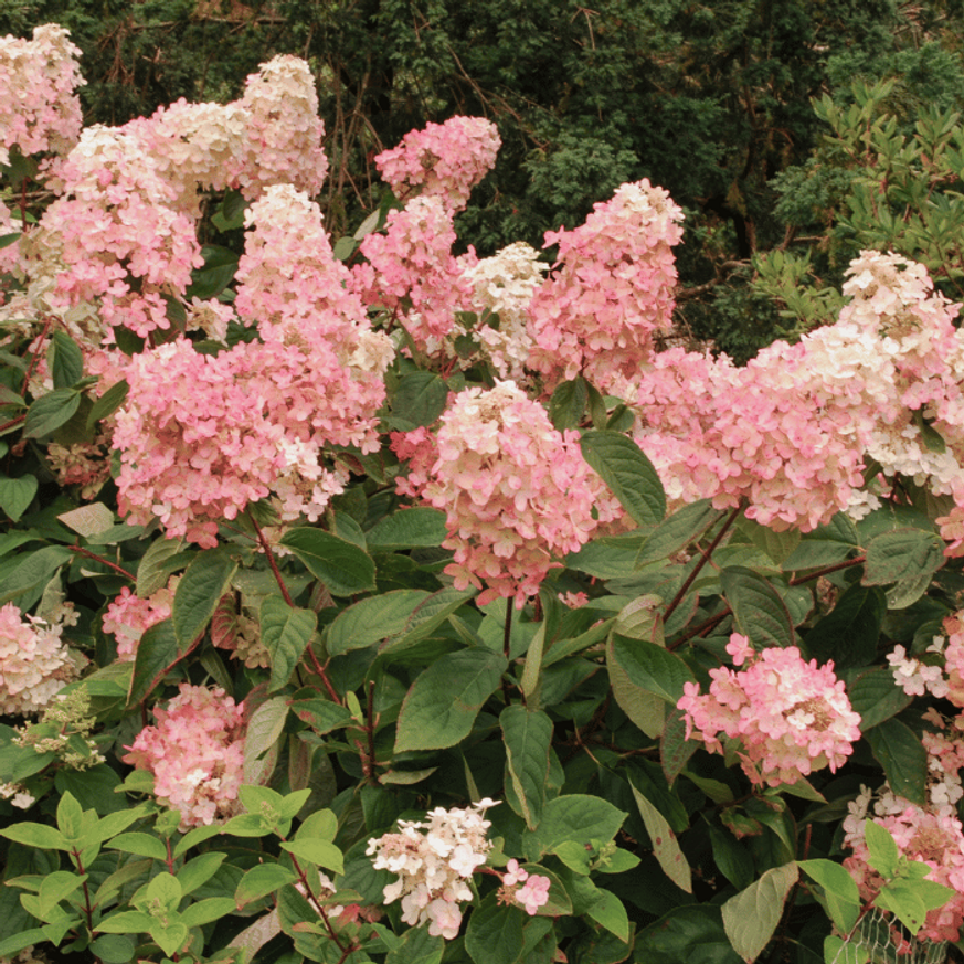 Hydrangea paniculata Vanille Fraise K3 - Bugás hortenzia Hydrangea paniculata Vanille Fraise K3 - Bugás hortenzia