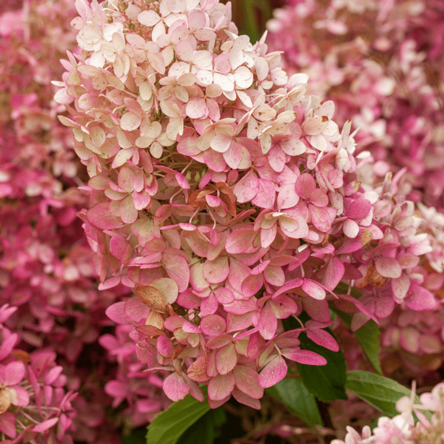 Hydrangea paniculata Vanille Fraise K3 - Bugás hortenzia