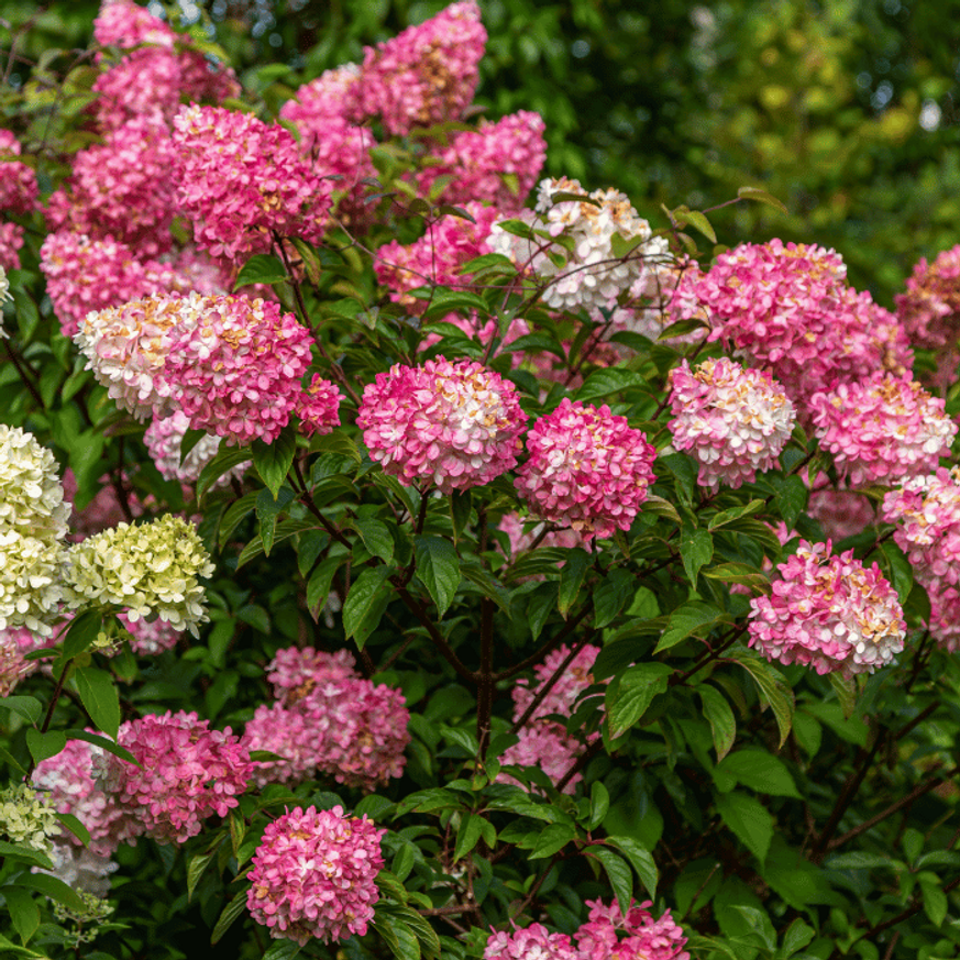 Hydrangea paniculata Vanille Fraise K3 - Bugás hortenzia Hydrangea paniculata Vanille Fraise K3 - Bugás hortenzia