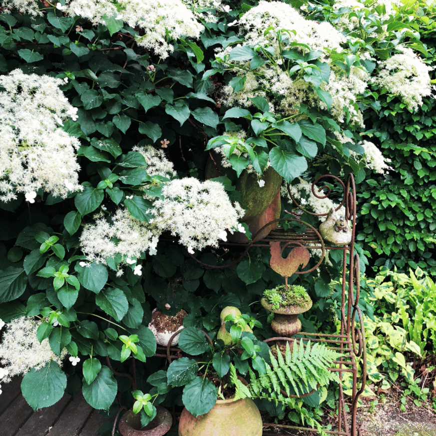 Hydrangea petiolaris K2 - Kúszó hortenzia