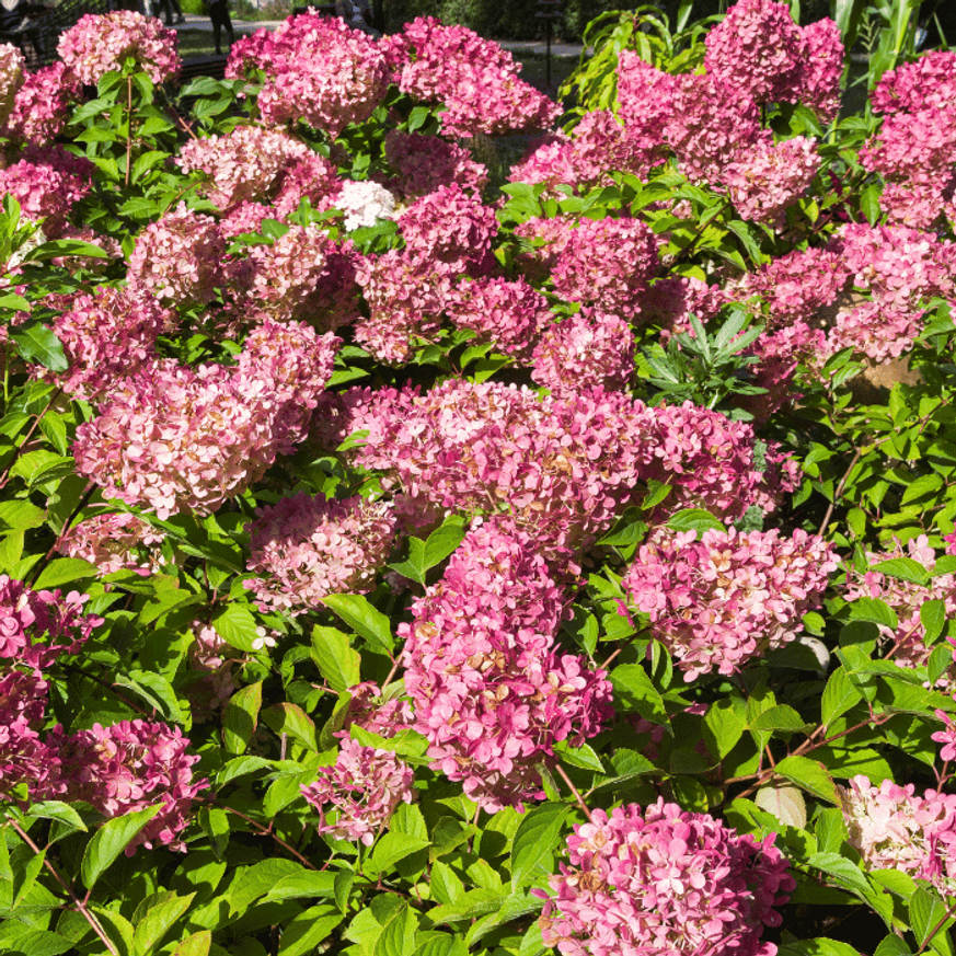 Hydrangea paniculata Pink Diamond K2 - Bugás hortenzia