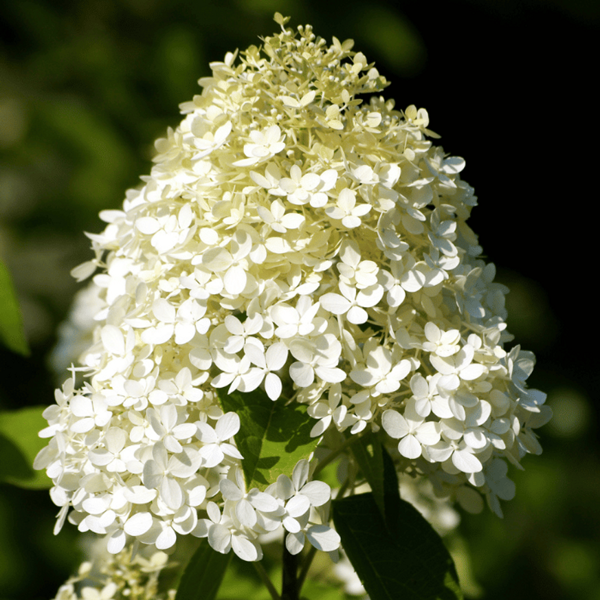 Hydrangea paniculata Polar Bear K2 - Bugás hortenzia Hydrangea paniculata Polar Bear K2 - Bugás hortenzia
