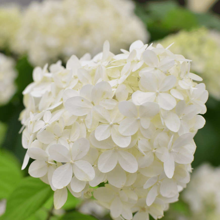 Hydrangea paniculata Polar Bear K2 - Bugás hortenzia Hydrangea paniculata Polar Bear K2 - Bugás hortenzia
