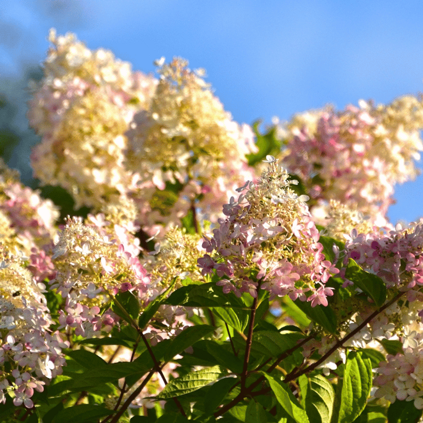 Hydrangea paniculata Polar Bear K2 - Bugás hortenzia Hydrangea paniculata Polar Bear K2 - Bugás hortenzia