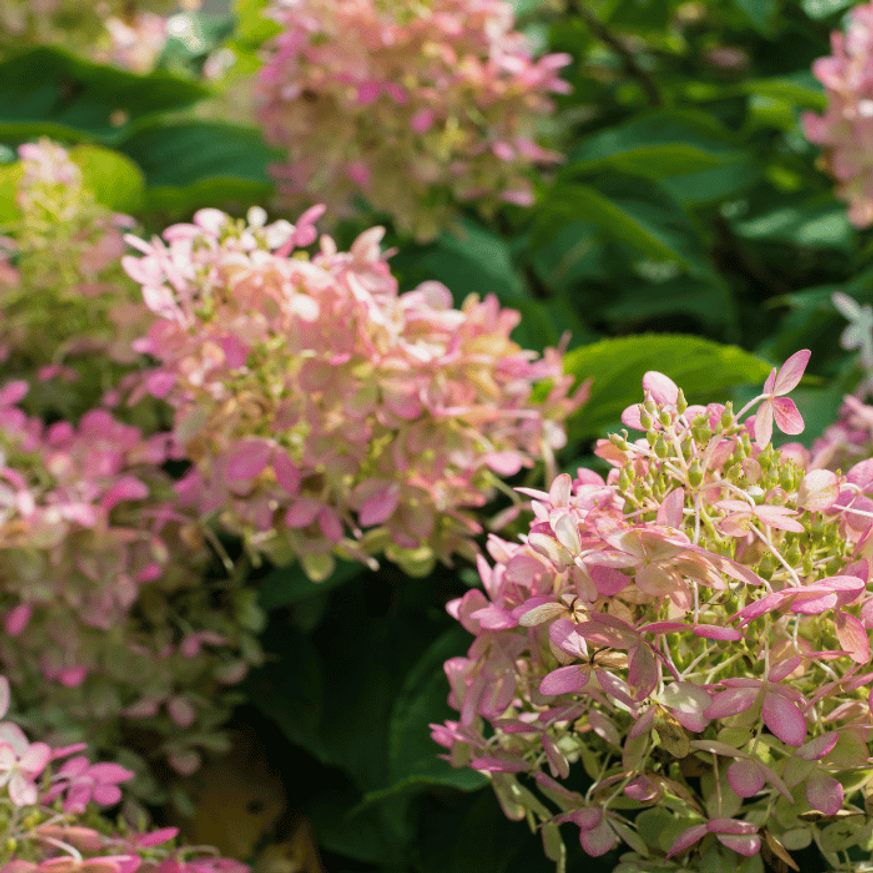 Hydrangea paniculata Polar Bear K2 - Bugás hortenzia