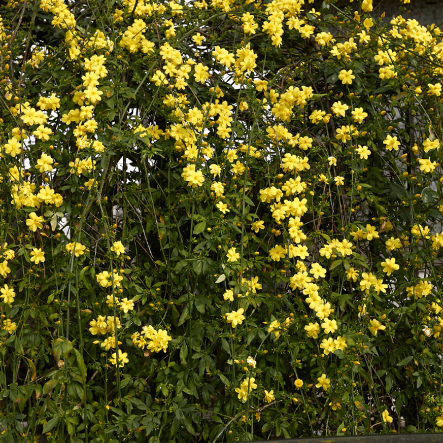 Jasminum nudiflorum K2 - Téli jázmin