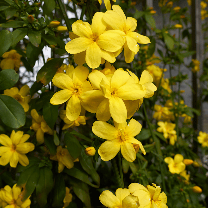 Jasminum nudiflorum K2 - Téli jázmin