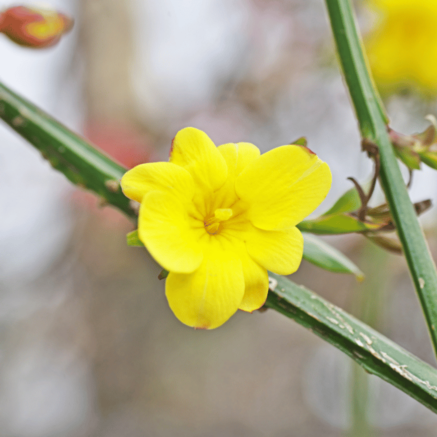 Jasminum nudiflorum K2 - Téli jázmin