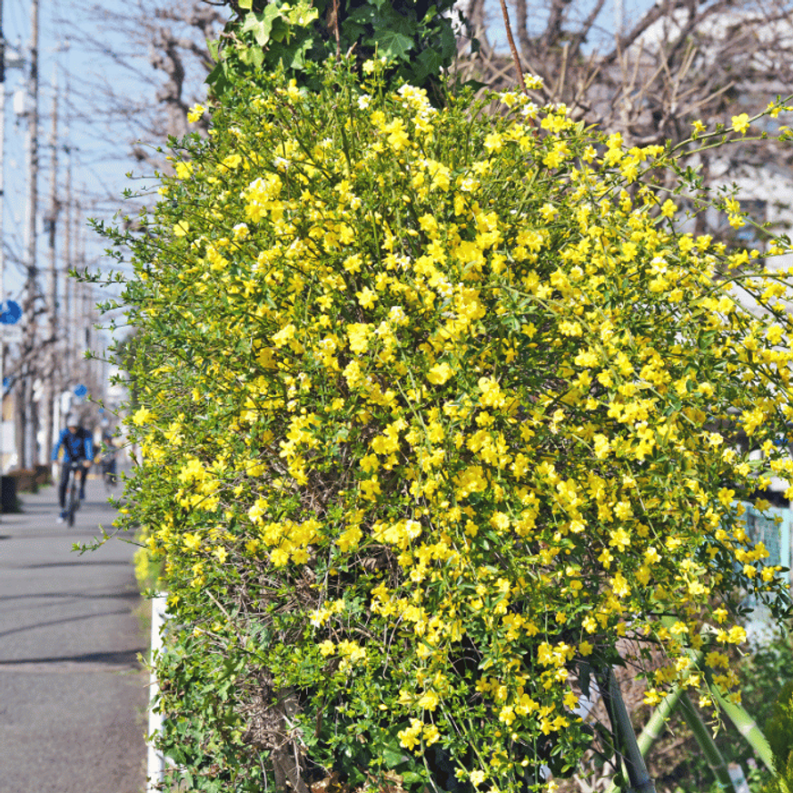 Jasminum nudiflorum K2 - Téli jázmin