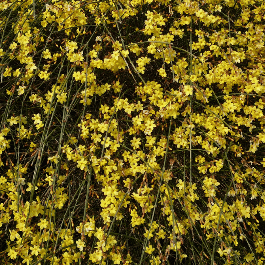 Jasminum nudiflorum K2 - Téli jázmin