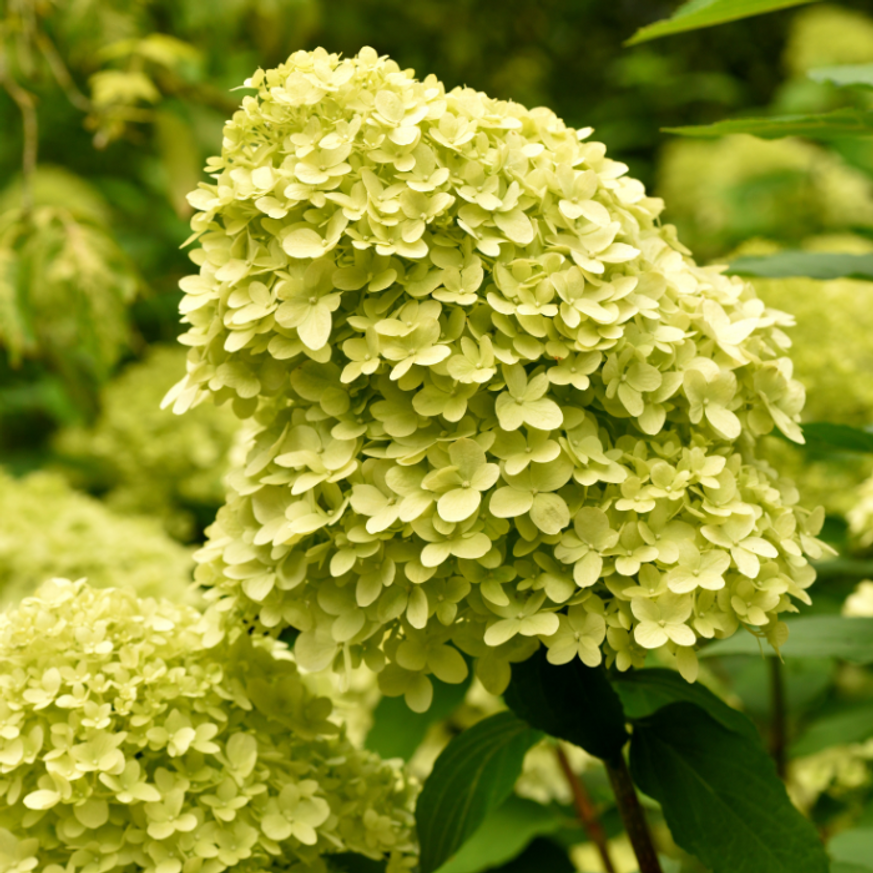 Hydrangea paniculata Limelight K2 - Bugás hortenzia