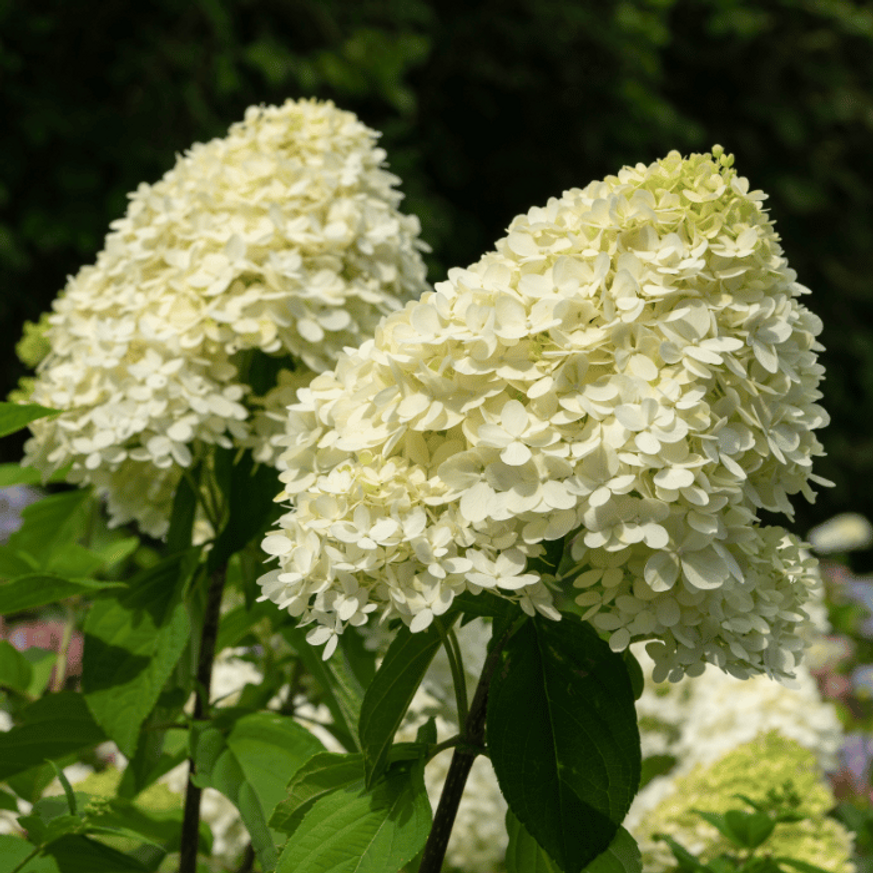 Hydrangea paniculata Little Spooky K2 - Törpe bugás hortenzia Hydrangea paniculata Little Spooky K2 - Törpe bugás hortenzia