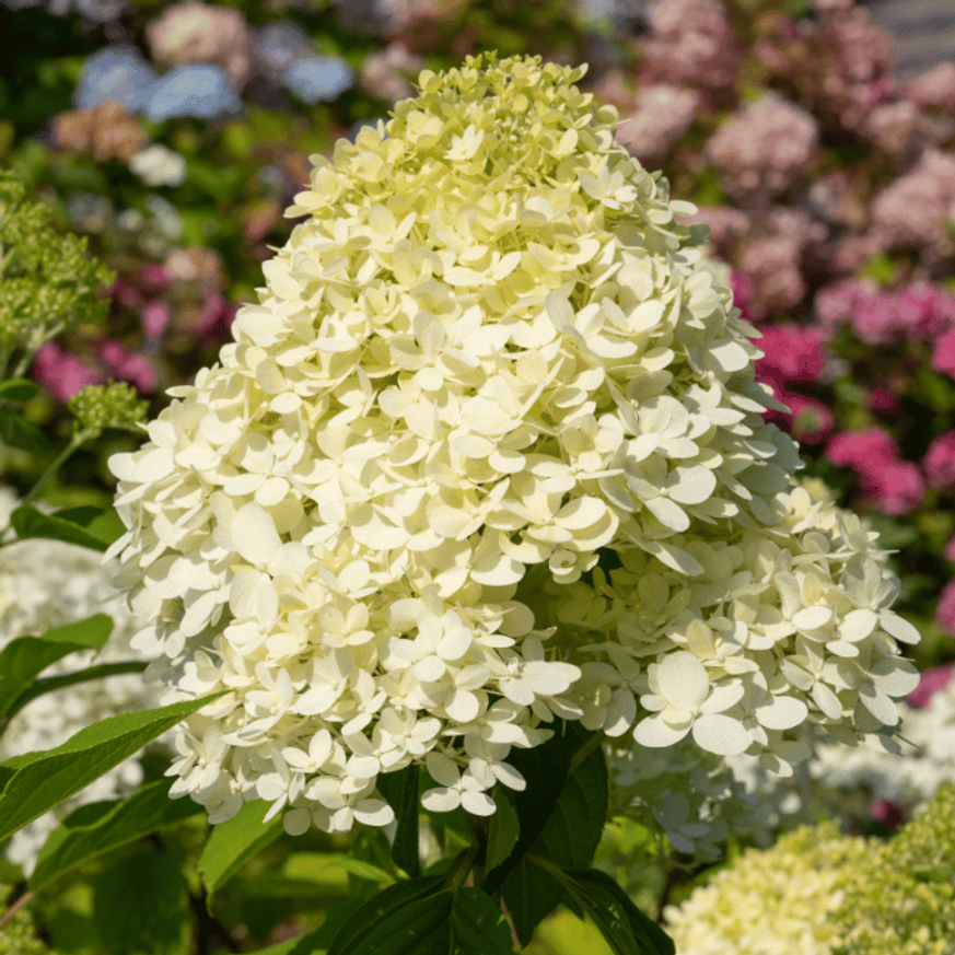 Hydrangea paniculata Little Spooky K2 - Törpe bugás hortenzia Hydrangea paniculata Little Spooky K2 - Törpe bugás hortenzia