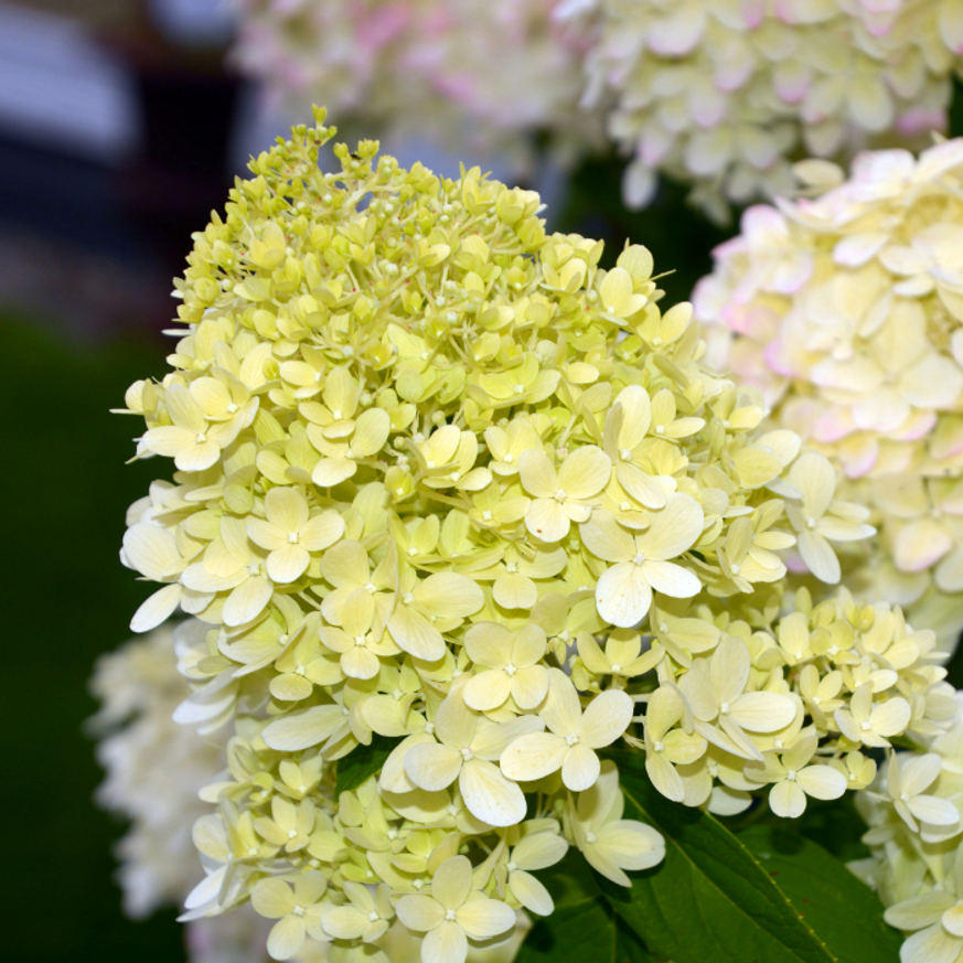 Hydrangea paniculata Little Spooky K2 - Törpe bugás hortenzia