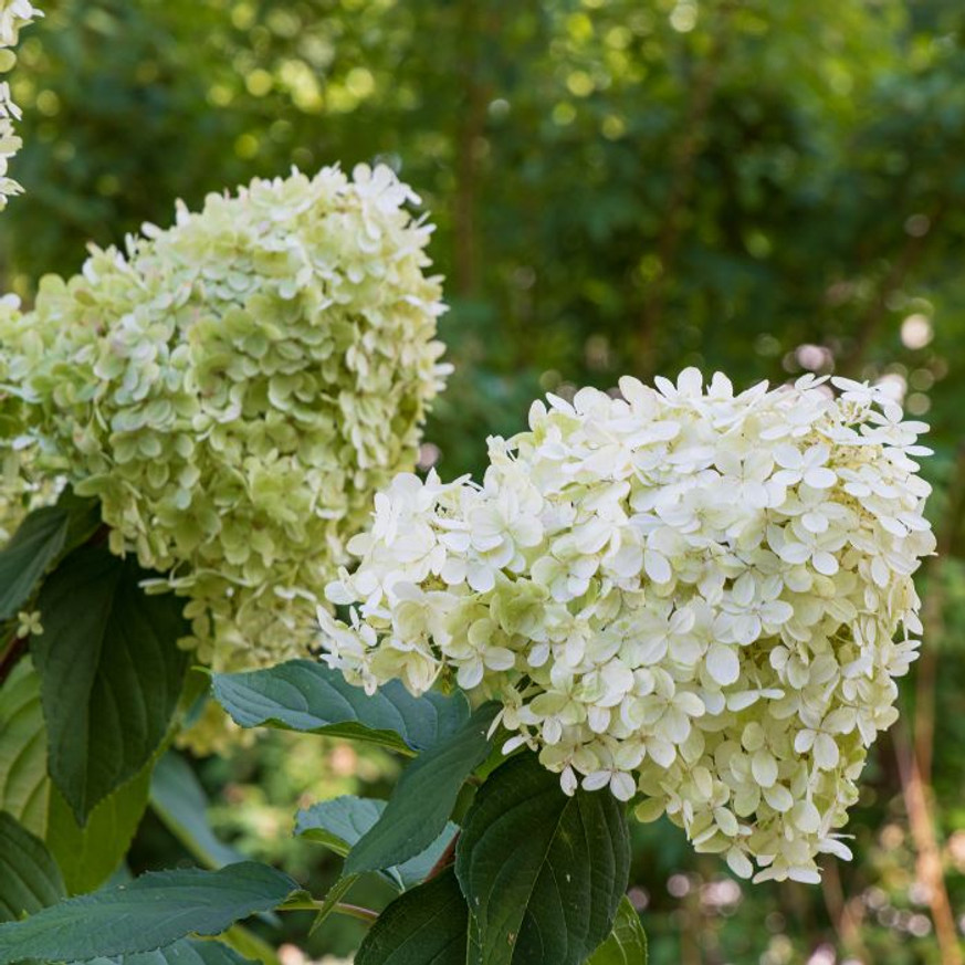 Hydrangea paniculata Diamantino MT150 - Bugás hortenzia fa