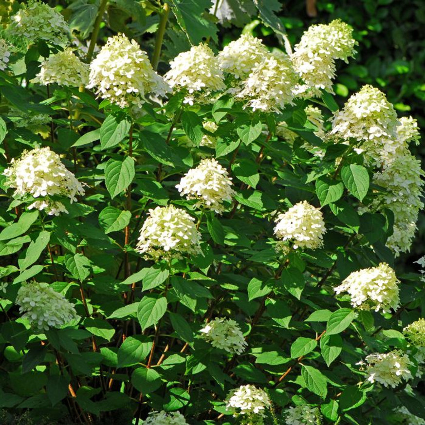 Hydrangea paniculata Diamantino MT150 - Bugás hortenzia fa Hydrangea paniculata Diamantino MT150 - Bugás hortenzia fa