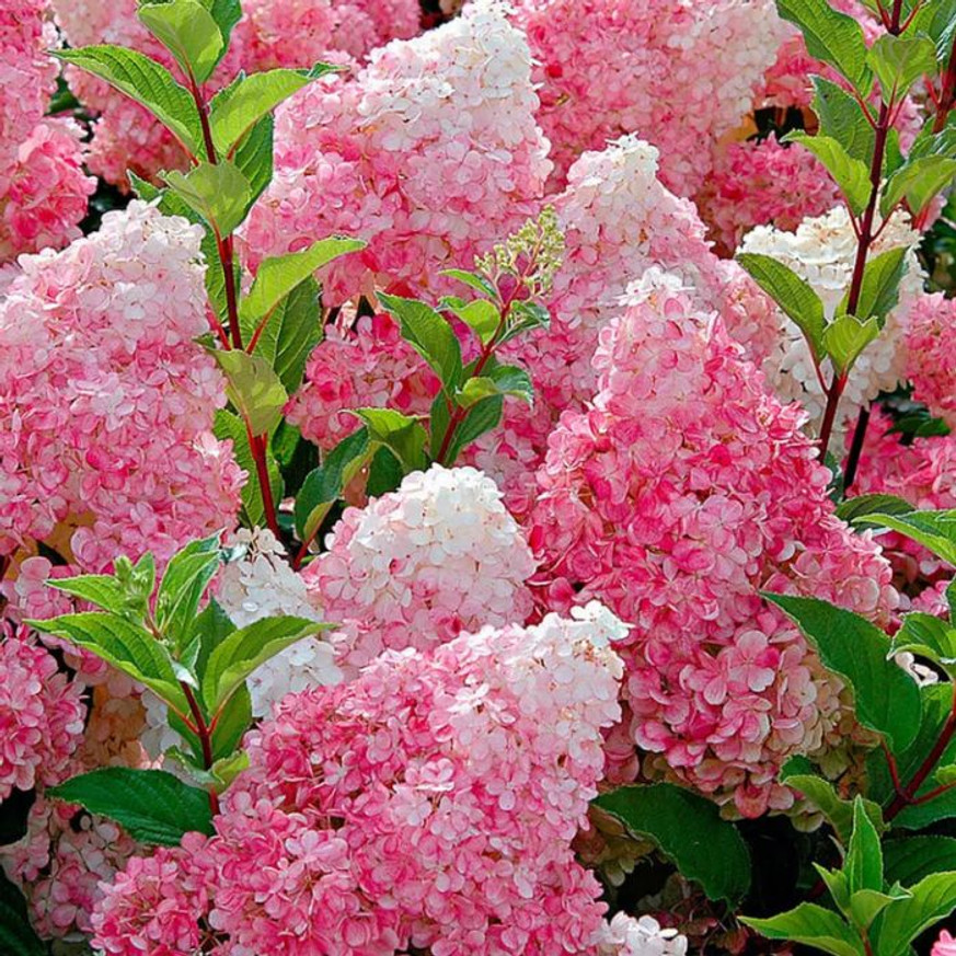 Hydrangea paniculata Vanille Fraise MT50 - Bugás hortenzia fa Hydrangea paniculata Vanille Fraise MT50 - Bugás hortenzia fa