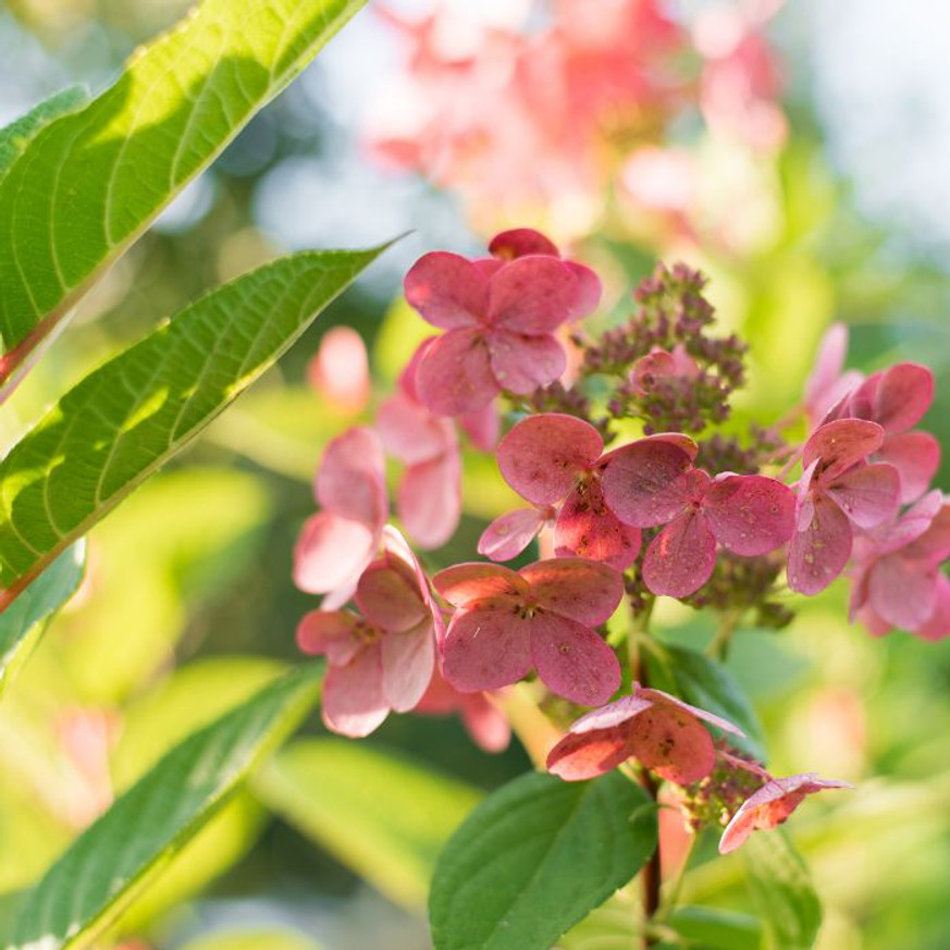 Hydrangea paniculata Wim's Red MT150 - Bugás hortenzia fa Hydrangea paniculata Wim's Red MT150 - Bugás hortenzia fa