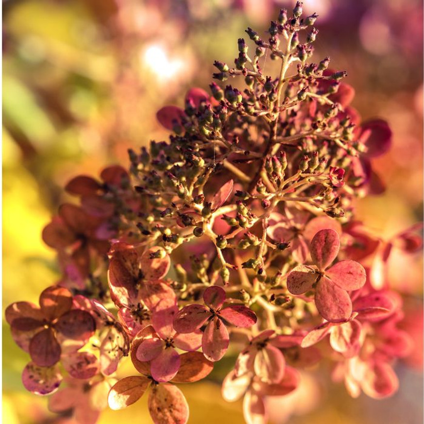 Hydrangea paniculata Wim's Red MT150 - Bugás hortenzia fa