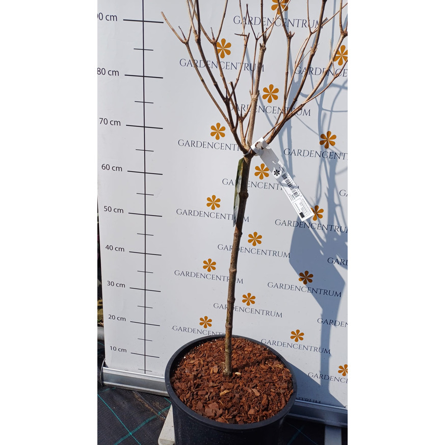 Hydrangea paniculata Early Sensation MT50 - Hortenzia fa