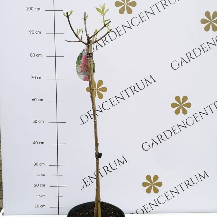 Hydrangea paniculata Sundae Fraise MT60 - Magastörzsű bugás hortenzia Hydrangea paniculata Sundae Fraise MT60 - Magastörzsű bugás hortenzia