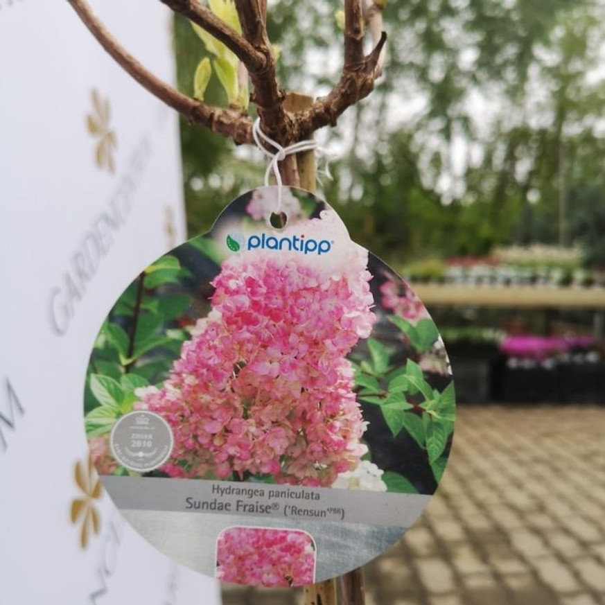 Hydrangea paniculata Sundae Fraise MT60 - Magastörzsű bugás hortenzia Hydrangea paniculata Sundae Fraise MT60 - Magastörzsű bugás hortenzia