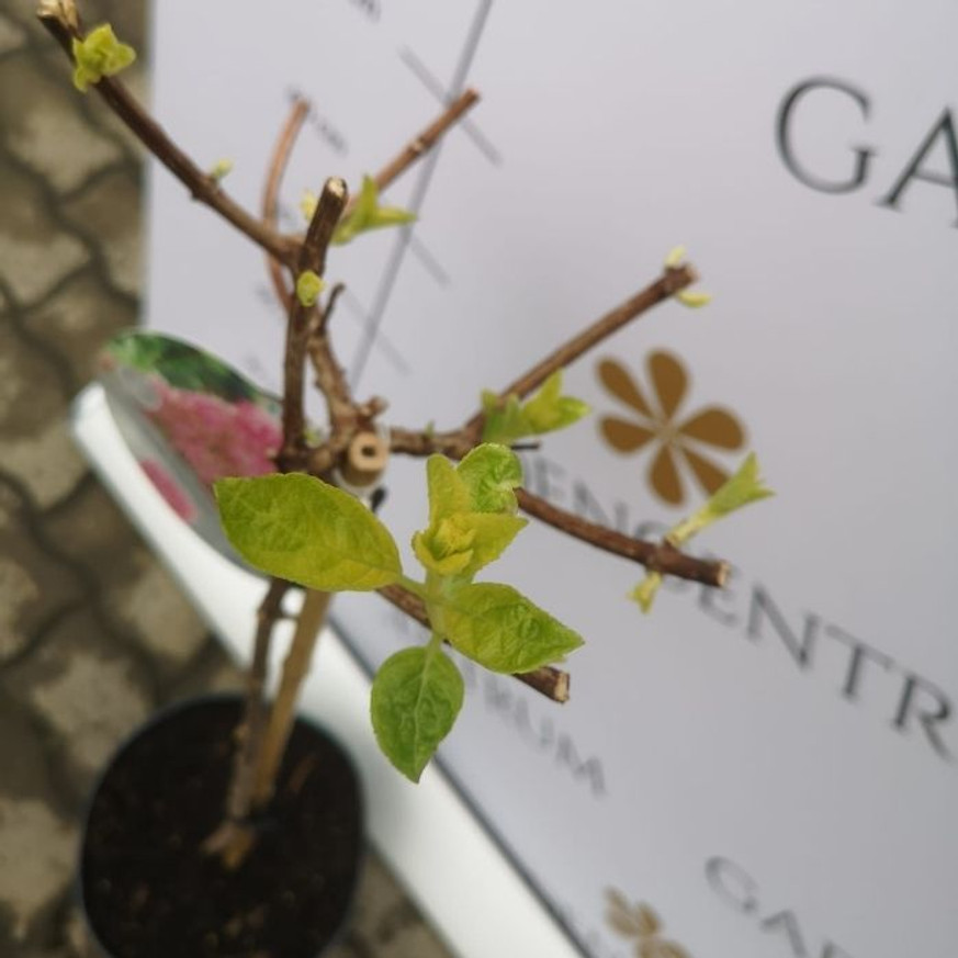 Hydrangea paniculata Sundae Fraise MT60 - Magastörzsű bugás hortenzia Hydrangea paniculata Sundae Fraise MT60 - Magastörzsű bugás hortenzia