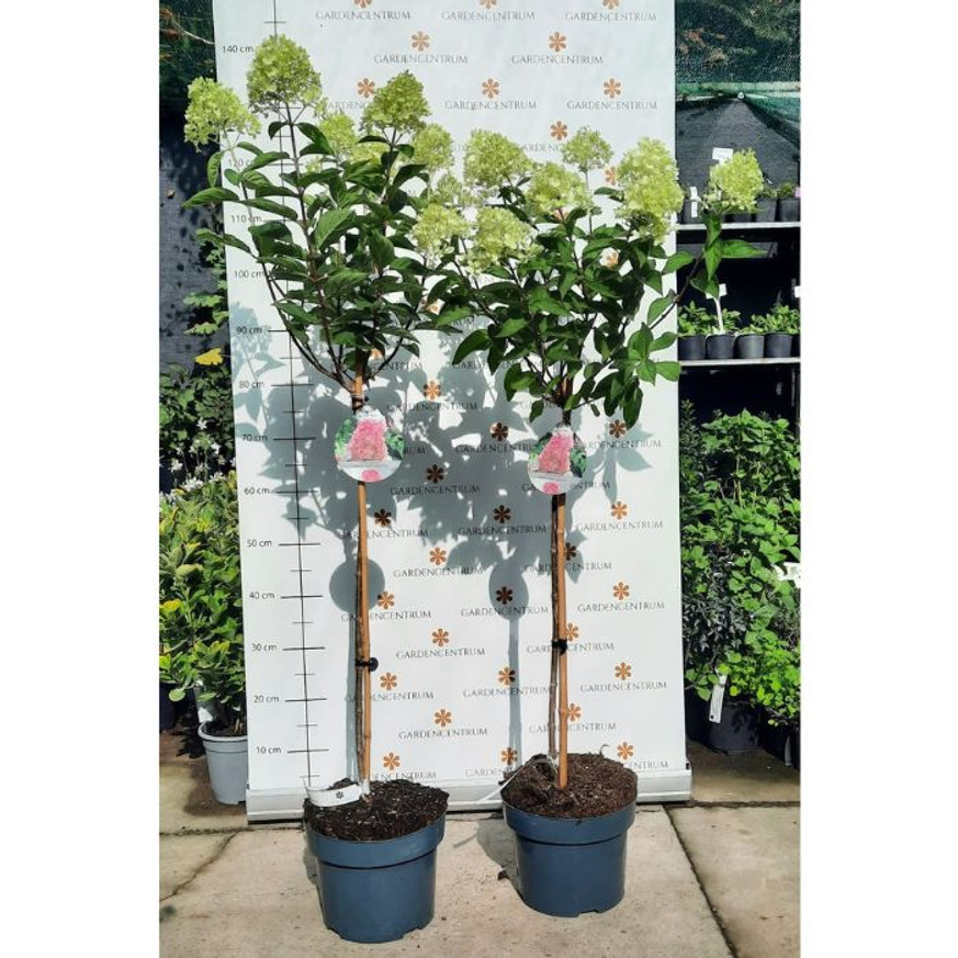 Hydrangea paniculata Sundae Fraise MT60 - Magastörzsű bugás hortenzia