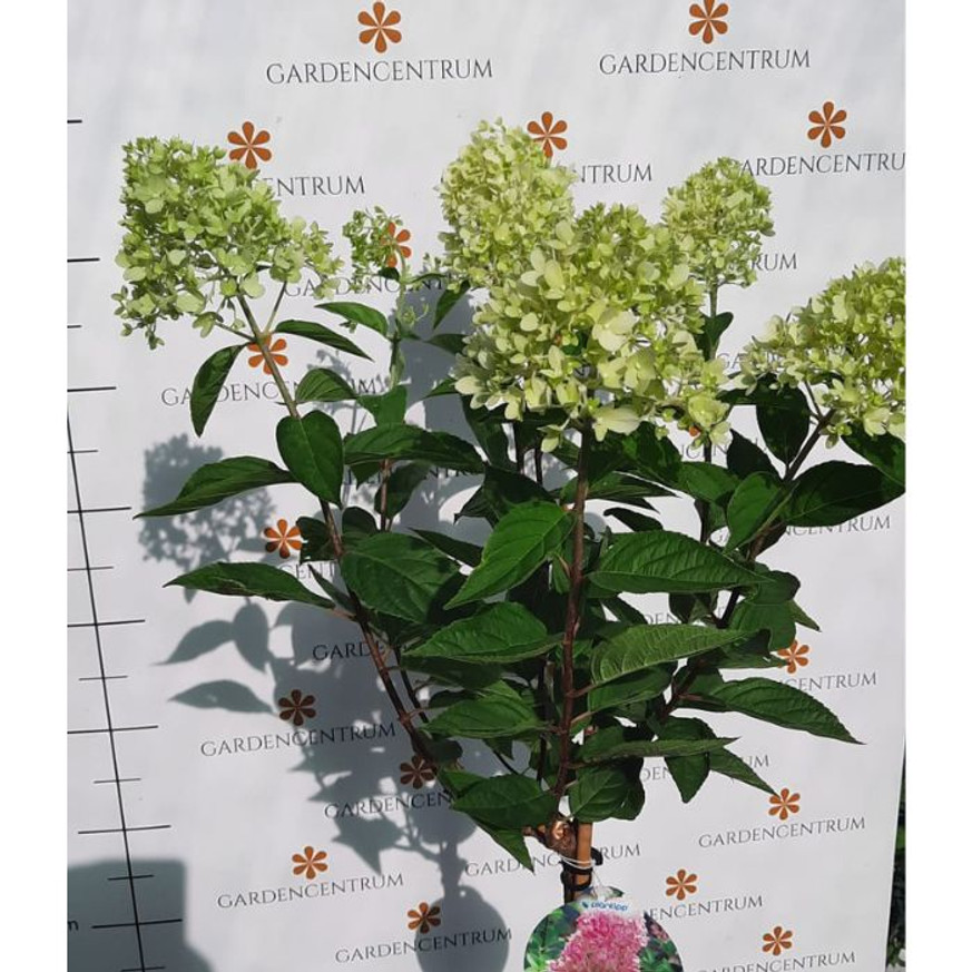 Hydrangea paniculata Sundae Fraise MT60 - Magastörzsű bugás hortenzia Hydrangea paniculata Sundae Fraise MT60 - Magastörzsű bugás hortenzia
