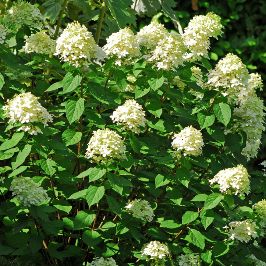 Hydrangea paniculata Phantom K3 - Bugás hortenzia