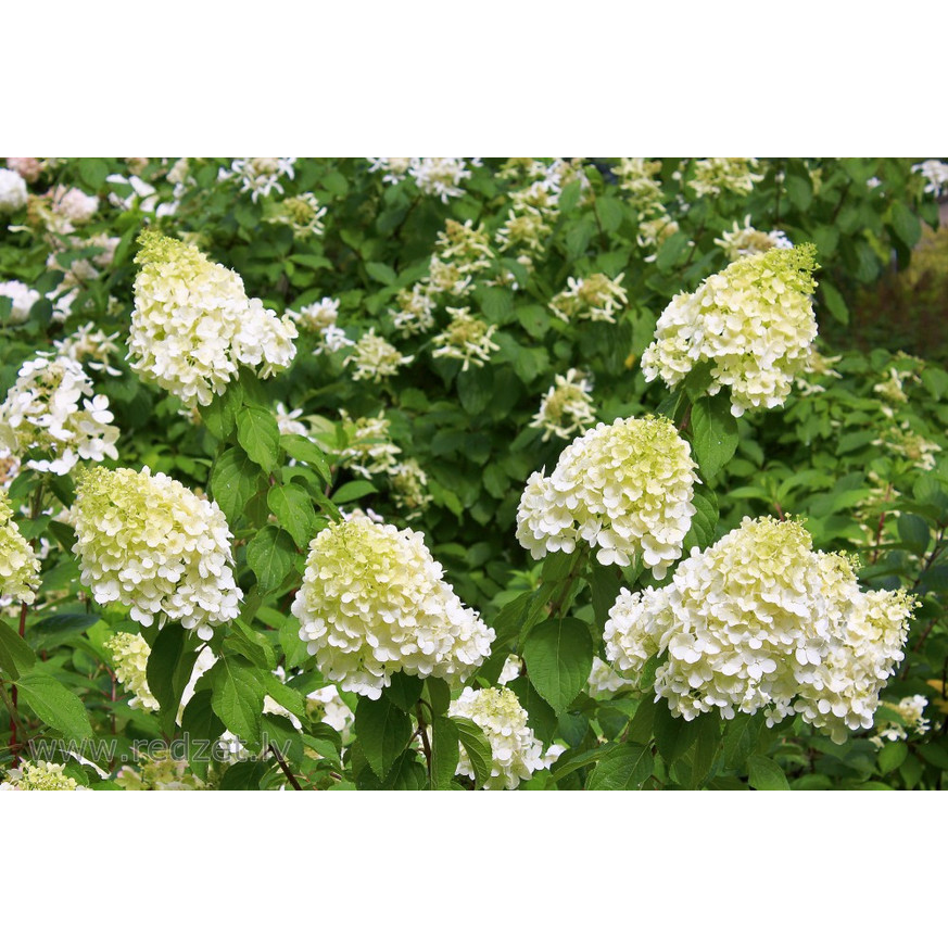 Hydrangea paniculata Polar Bear K2 - Bugás hortenzia Hydrangea paniculata Polar Bear K2 - Bugás hortenzia