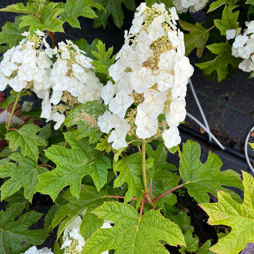 Hydrangea quercifolia Ruby Slippers - Tölgylevelű hortenzia