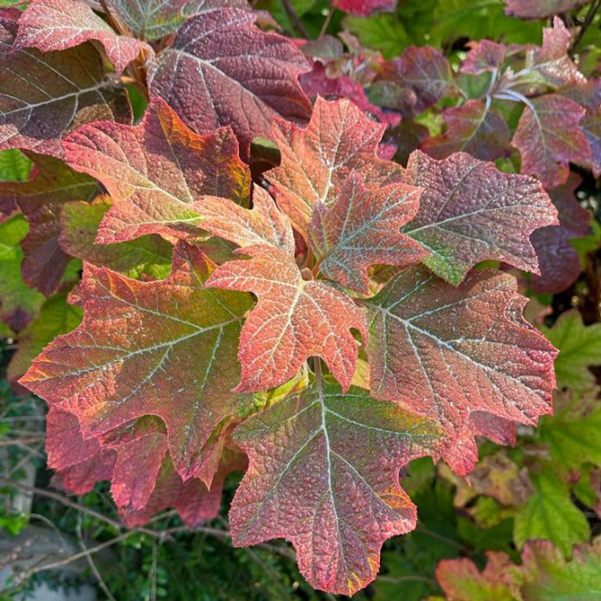 Hydrangea quercifolia - Tölgylevelű hortenzia