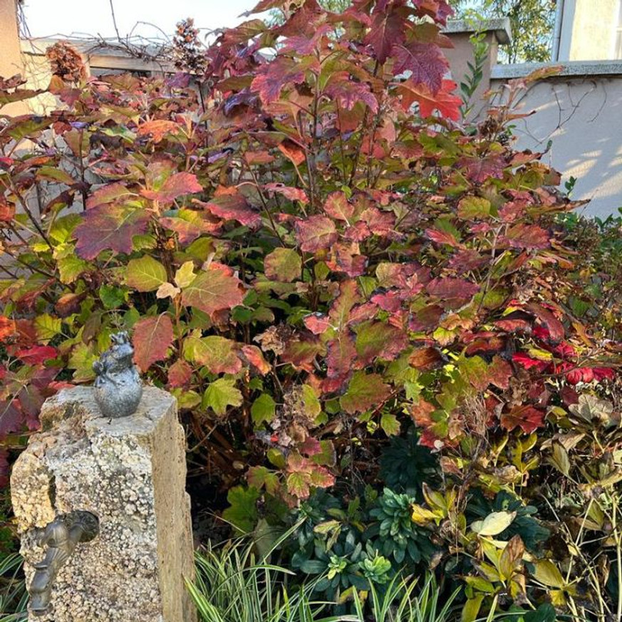 Hydrangea quercifolia - Tölgylevelű hortenzia