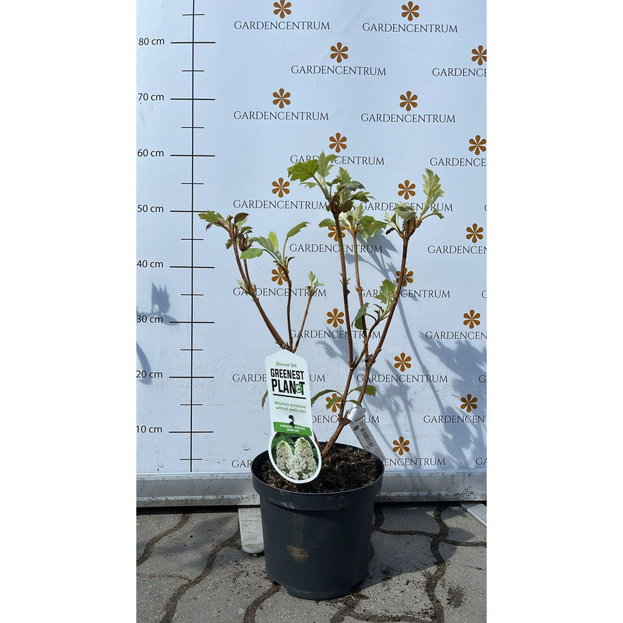 Hydrangea quercifolia - Tölgylevelű hortenzia