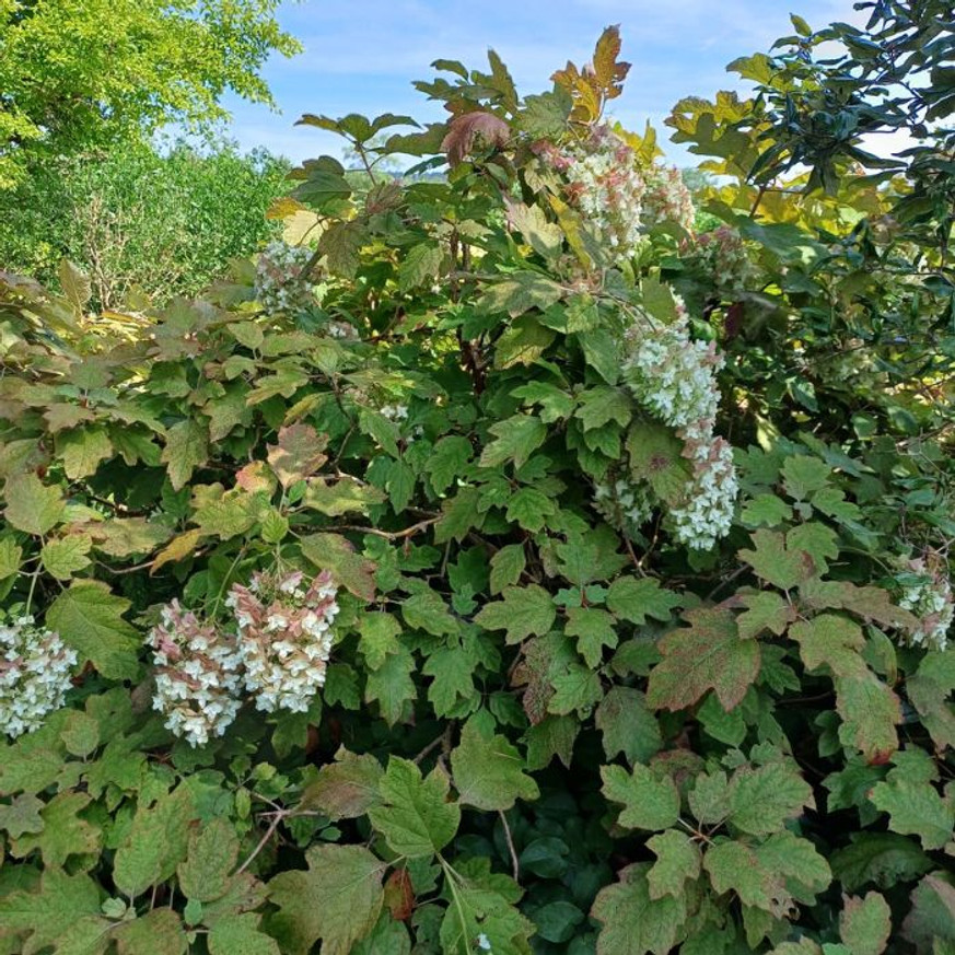 Hydrangea quercifolia - Tölgylevelű hortenzia