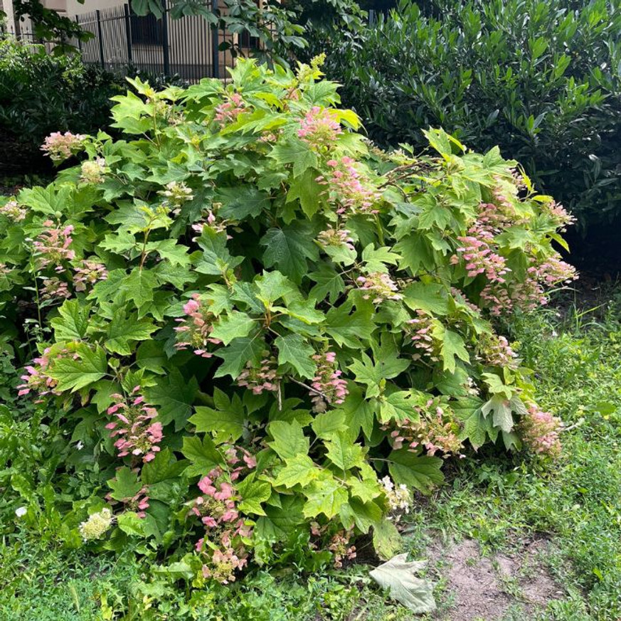 Hydrangea quercifolia - Tölgylevelű hortenzia